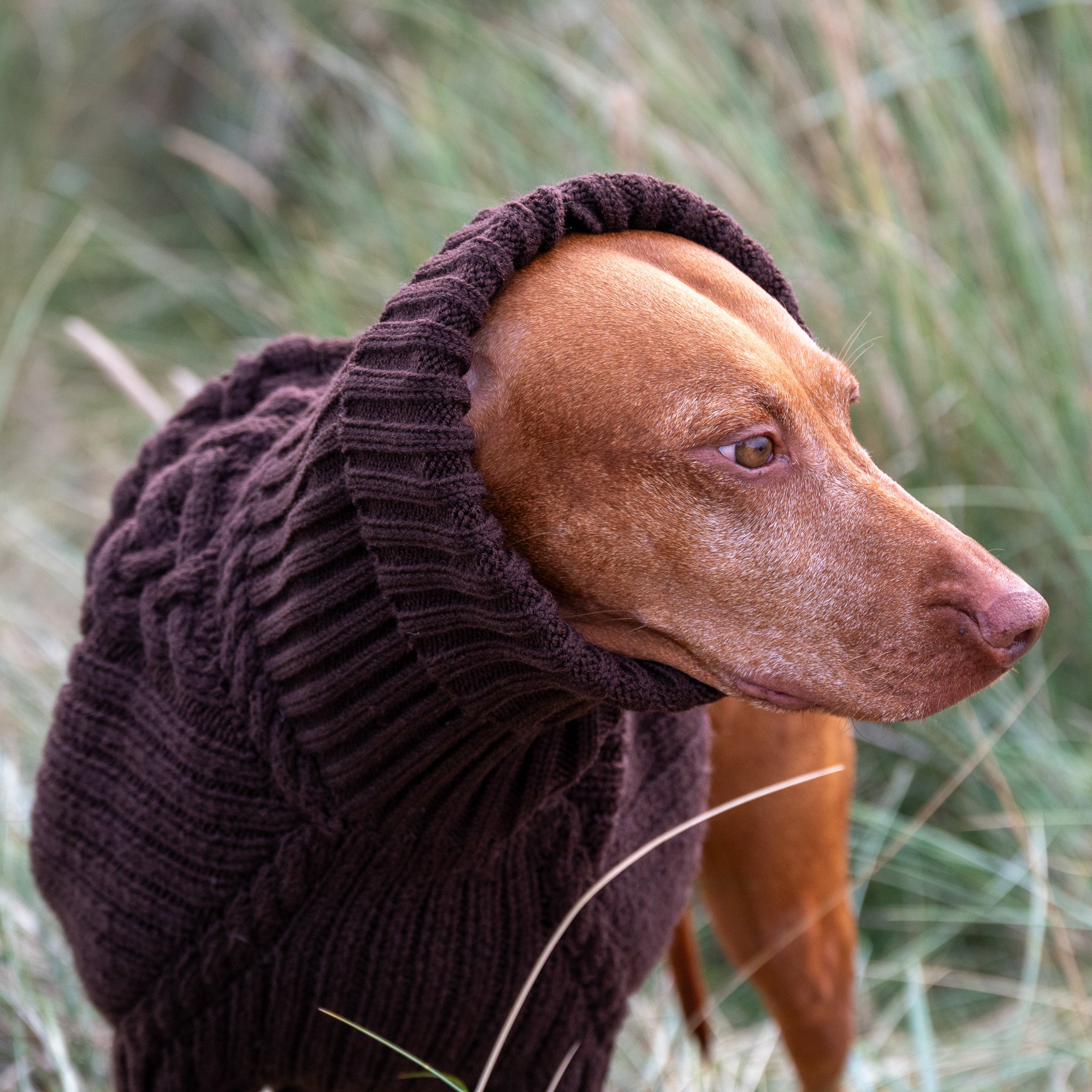 Vizsla sales dog sweater