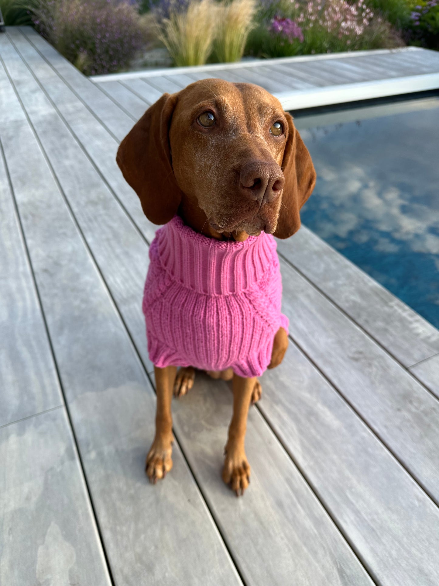 Dog sweater HYGGE for Vizsla