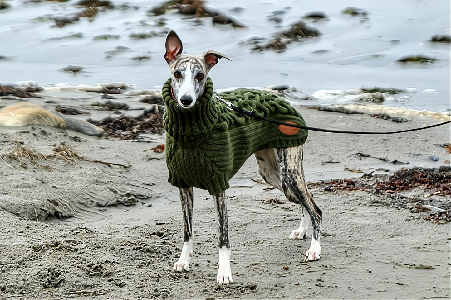 Dog sweater HYGGE for Whippet